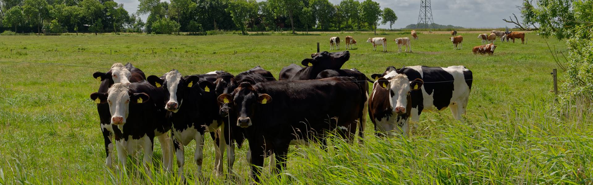 Milchviehzucht in Schleswig-Holstein