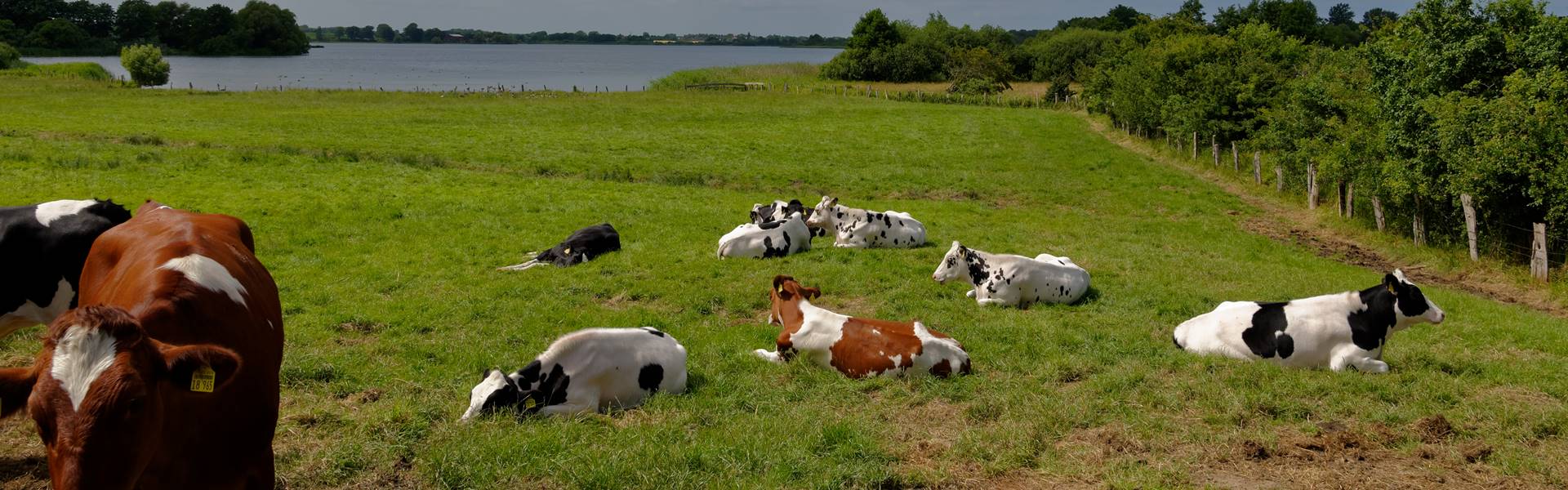 Milchviehzucht in Schleswig-Holstein