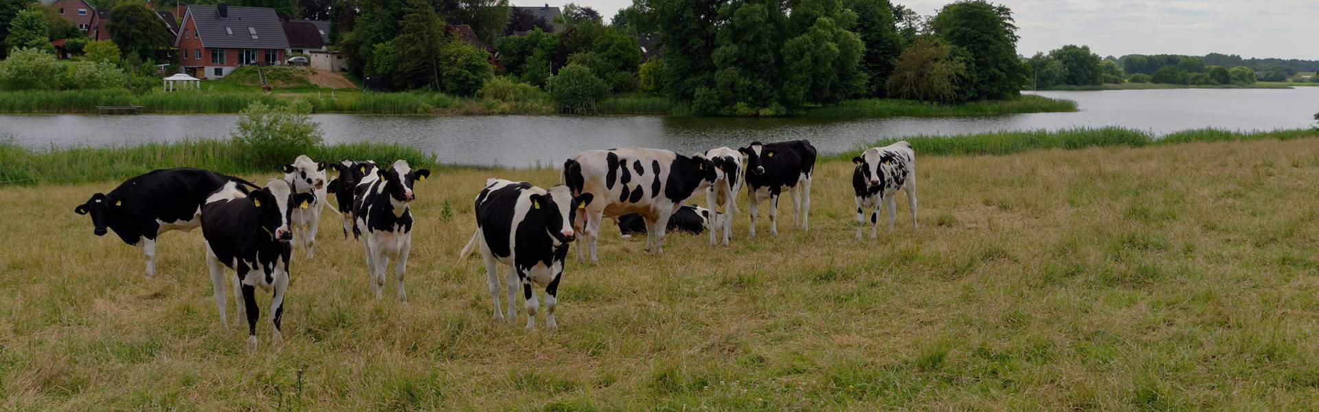 Milchviehzucht in Schleswig-Holstein